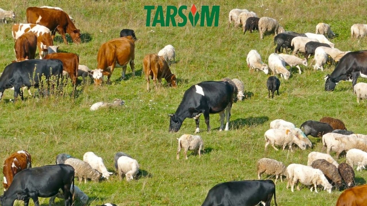 TARSİM’in 2025 prim destek oranları Resmi Gazete’de yayımlandı